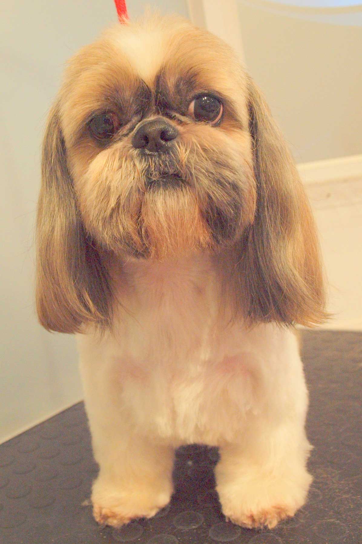 Lhasa Apso front