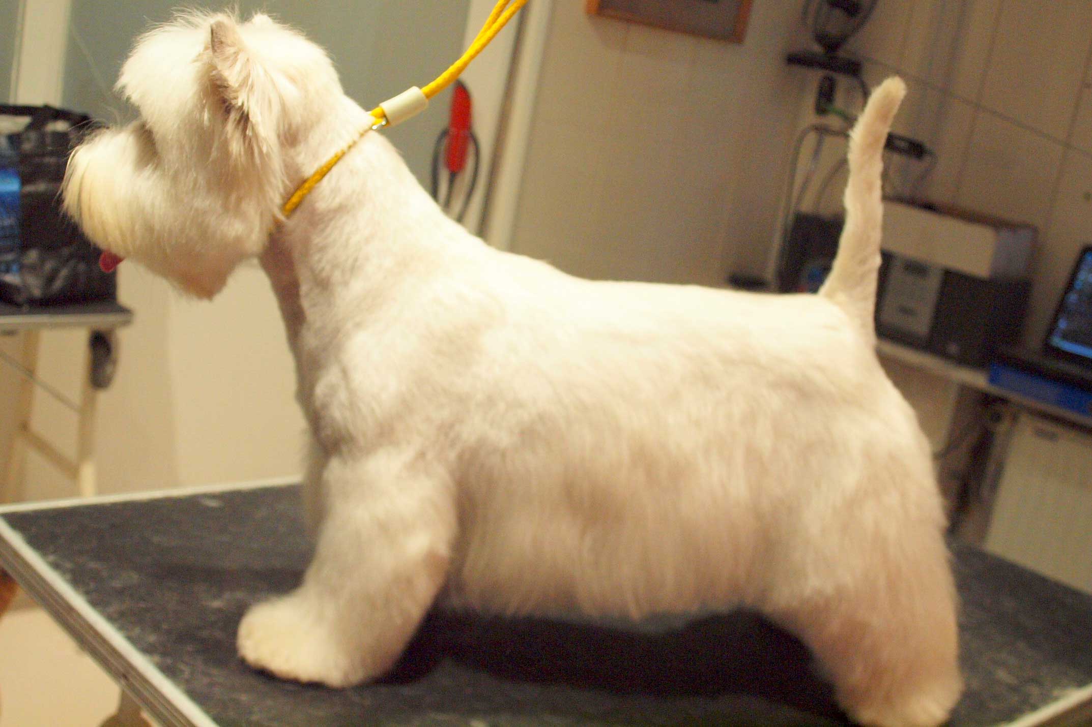 West Highland White Terrier starszy pies
